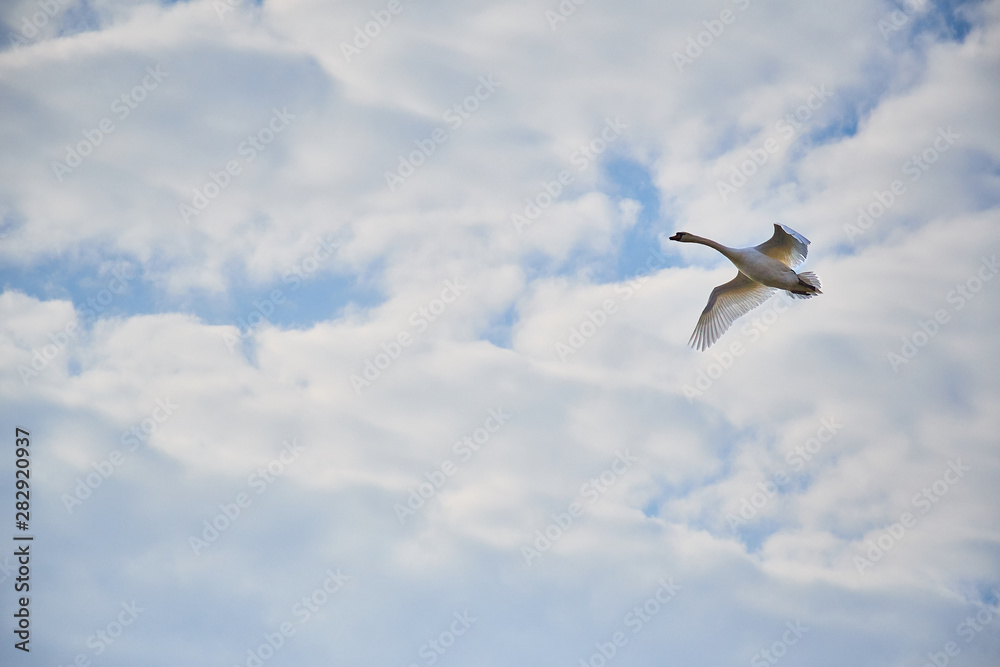 Lone goose with clouds in the background Lone goose with clouds in the background