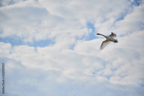 Lone goose with clouds in the background