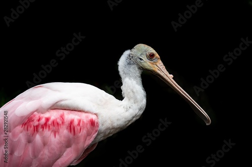 Roseate Spoonbill isolated on black background