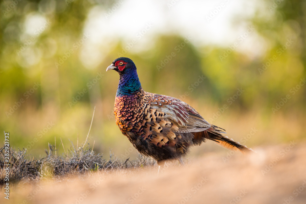 Common Pheasant Common Pheasant