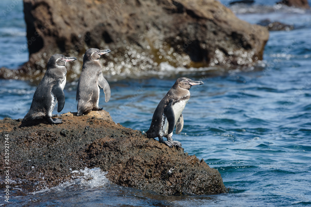 Obraz premium Group of Galapagos penguins on a rock in Santiago Island, Galapagos Island, Ecuador, South America.