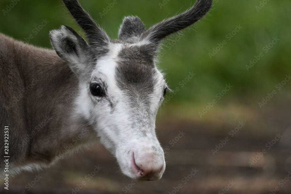 portrait of a reindeer 