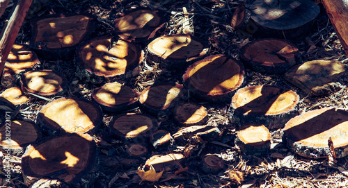 Stumps covered by abstract shadows