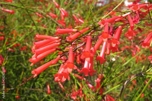 Beautiful red flowers of Russelia equisetiformis photo
