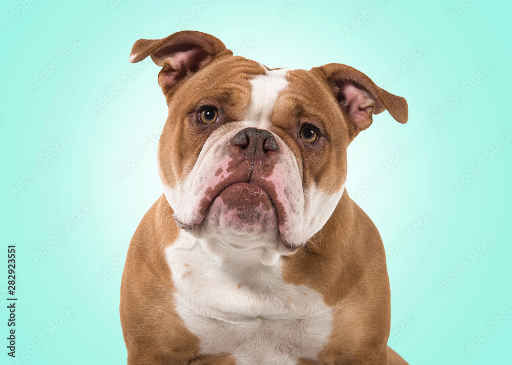 Portrait of an old english bulldog leaning forward and looking at the camera isolated on a blue background