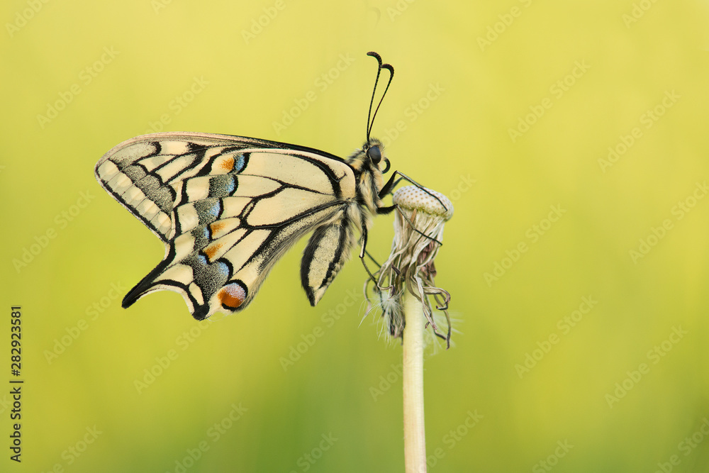 Fototapeta premium Swallowtail butterfly with wings closed seen from the side on a yellow background