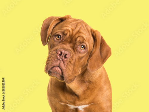 Cute bordeaux dogue portrait facing the camera on a yellow background