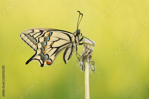 Swallowtail butterfly with wings closed seen from the side on a yellow background © Elles Rijsdijk