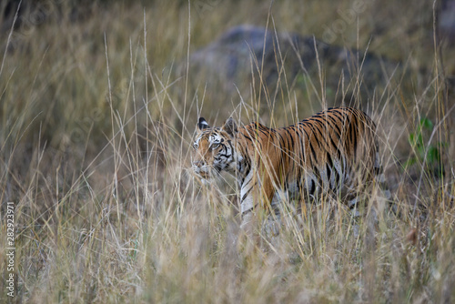 During patrolling her territory, this Pregnant female tiger (panthera tigris) was stalking a prey in hide of long grass and camouflage her body at kanha national park, madhya pradesh, india 