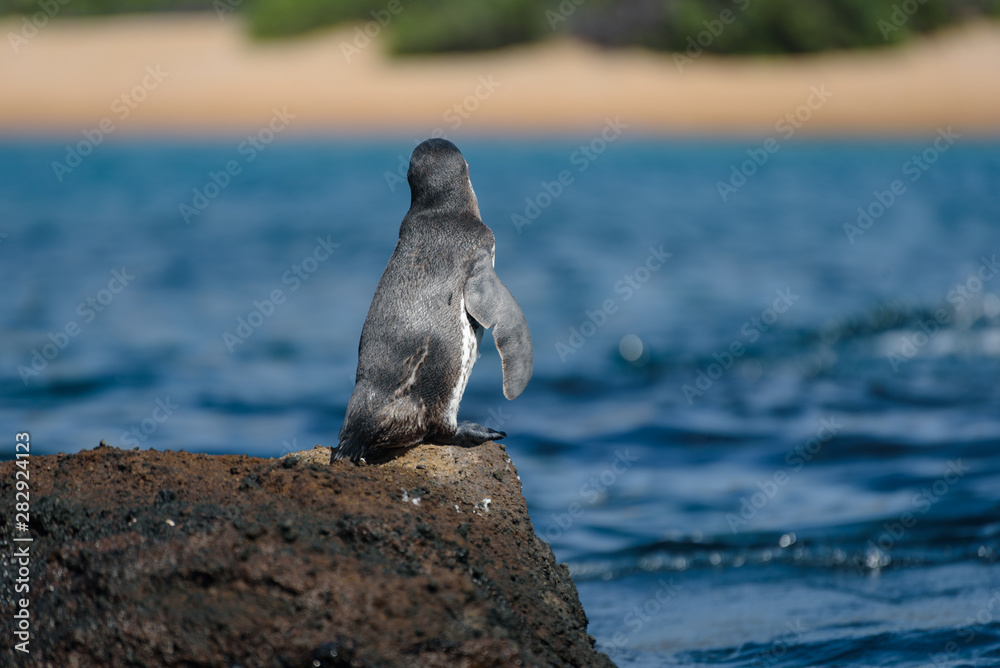 Fototapeta premium A Galapagos penguin on a rock in Santiago Island, Galapagos Island, Ecuador, South America.