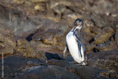 A Galapagos penguin on a rock in Santiago Island, Galapagos Island, Ecuador, South America.