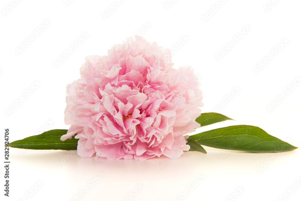 Single blooming pink peony flowers lying on a white background