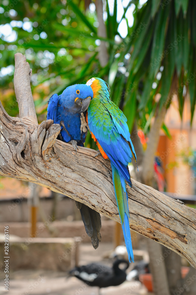 Naklejka premium Blue parrots, colorful birds sitting on the branch.
