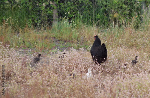 Hen and its chick