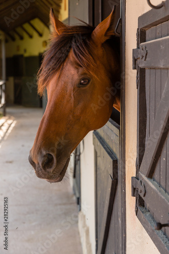 Beautiful red horse portrait in the stable