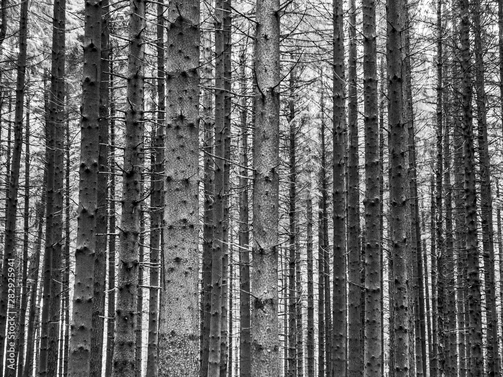 Fototapeta premium Nadelwald