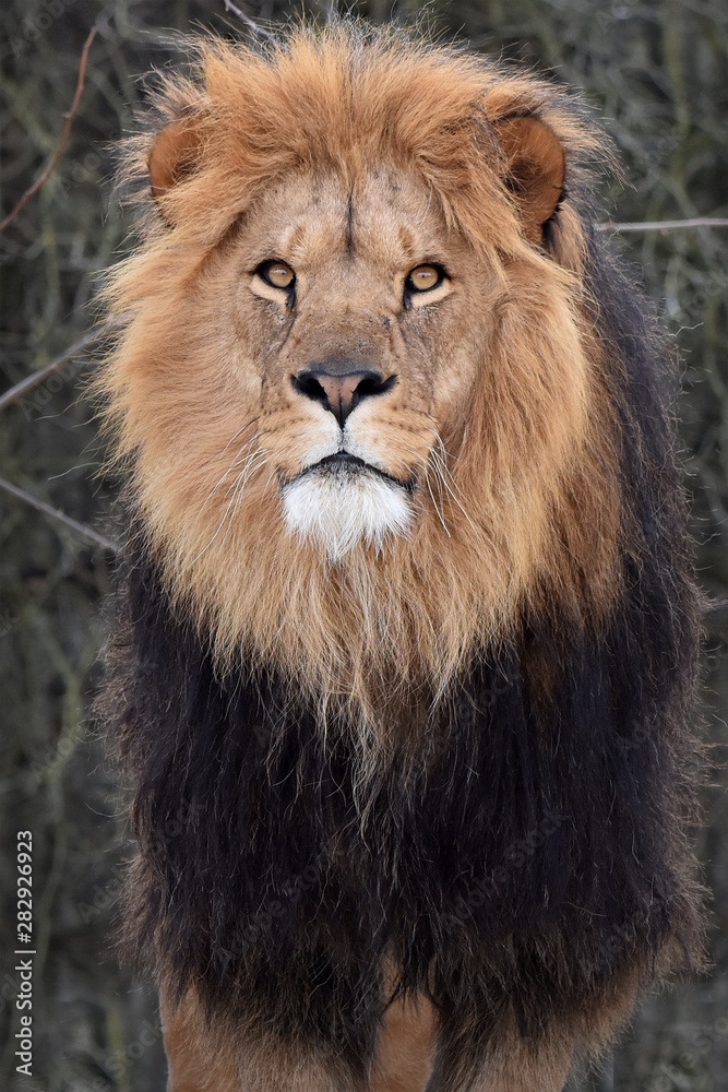 Lion (Panthera leo)