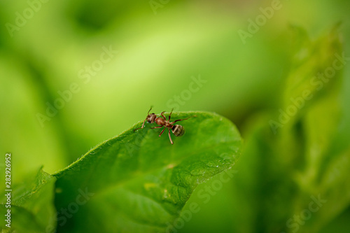 Small ant on a leaf