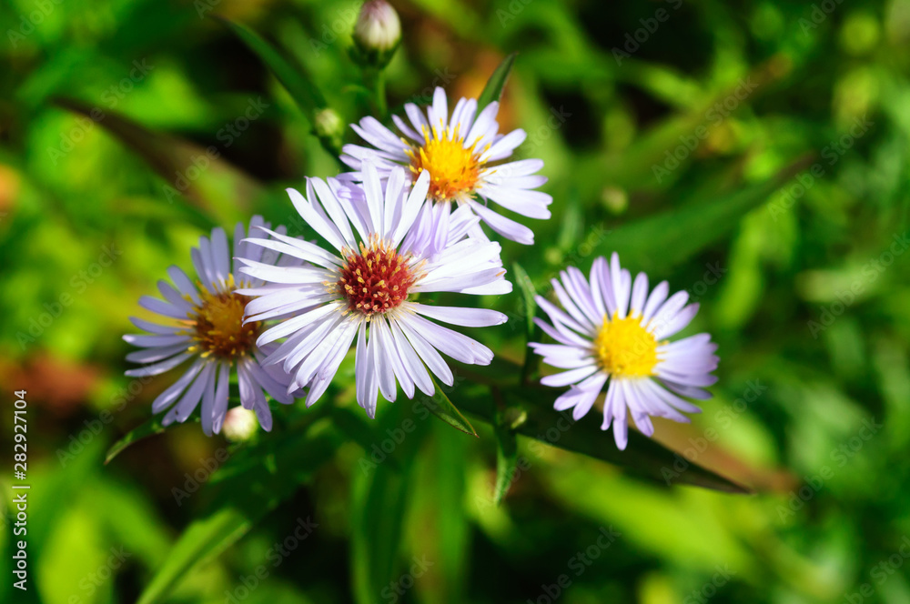 Pale purple flower Aster chamomile in the garden. Pale purple flower Aster chamomile in the garden.