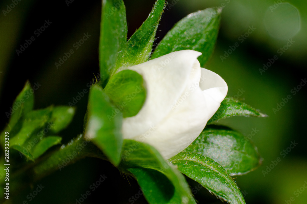 Obraz premium young strawberry flower