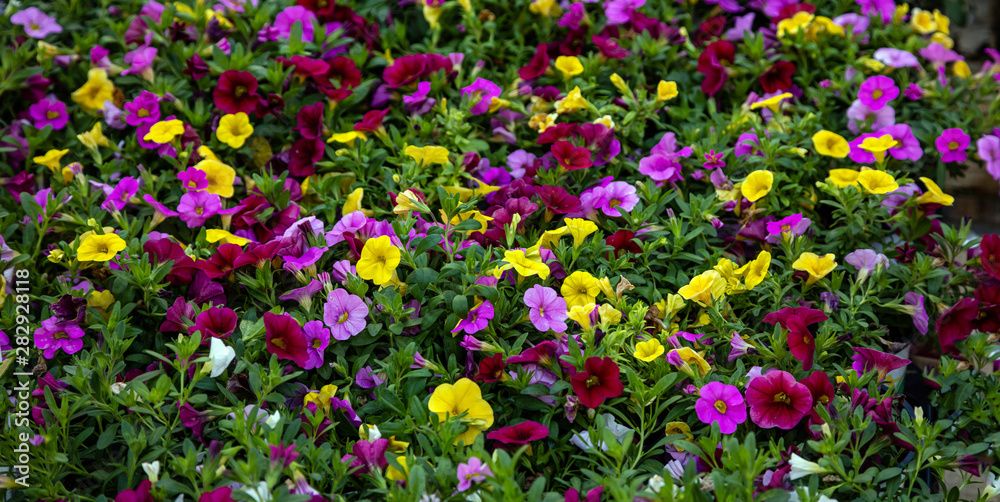 Petunias flowers yellow and purple color in an open air market, Rotterdam Netherlands