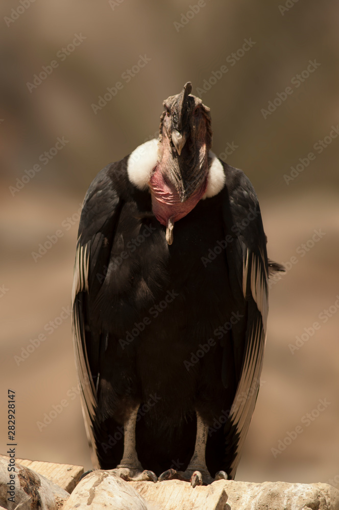 Fototapeta premium Condor Roi des Andes