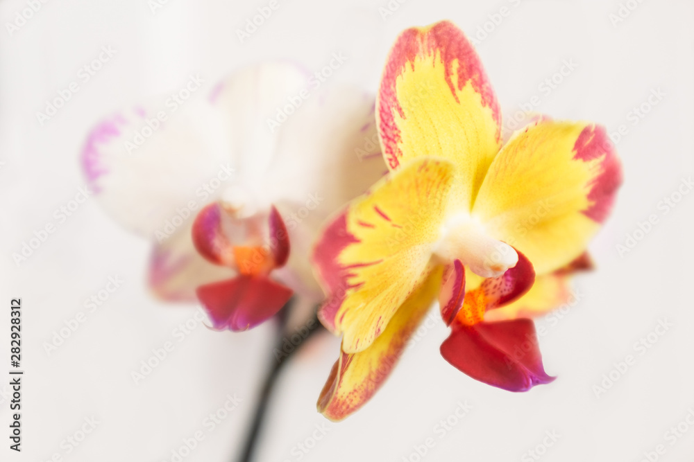 A Harlequin orchid that has grown a different colour flower due to a change in growing environment.