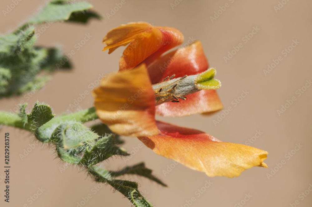 Glaucium corniculatum blackspot hornpoppy precious and sparse orange and black center poppy Glaucium corniculatum blackspot hornpoppy precious and sparse orange and black center poppy