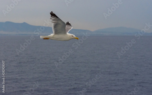 Seagull in flight over the Mediterranean sea, with Athens, Greece in the background.