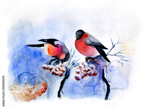 ginger bird and rowan in winter, watercolor illustration. Two bullfinches peck berries