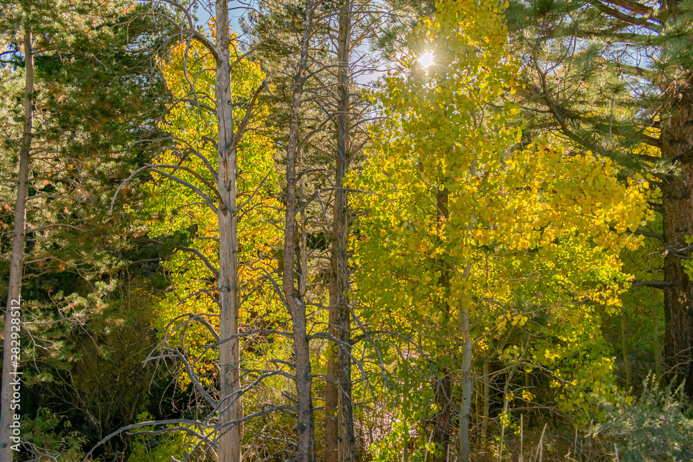 Fototapeta premium Early Autumn Leaves in Lee Vining
