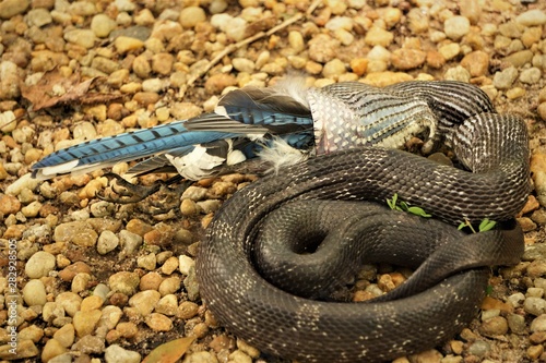 A black rat snake (Pantherophis obsoletus) is swallowing a bad luck Blue Jay bird (Cyanocitta cristata) slowly in the mouth on the pebbles ground in the garden, Summer in Georgia USA.