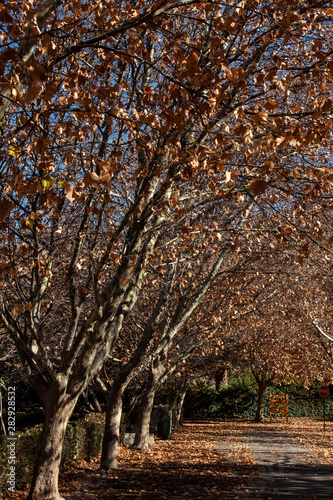 Autumn