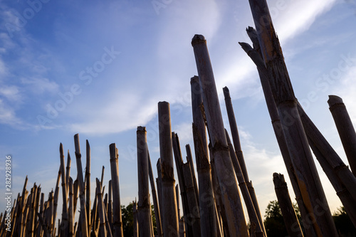 Vertical reeds background making a rural go, with blue sky background. © Joaquin Corbalan