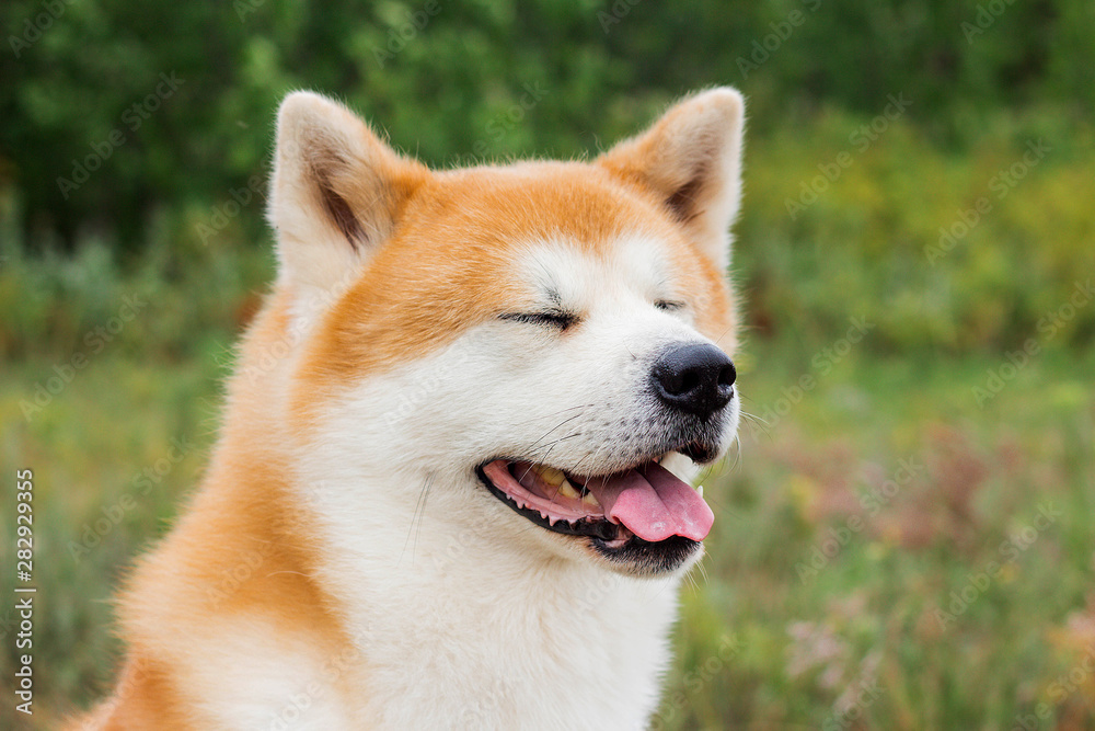 portrait of Japanese thoroughbred dog Akita inu portrait of Japanese thoroughbred dog Akita inu