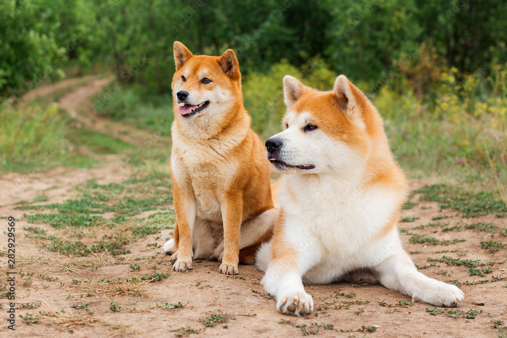 Two Japanese dogs: Akita inu and Shiba inu Two Japanese dogs: Akita inu and Shiba inu