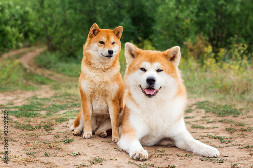 Two Japanese dogs: Akita inu and Shiba inu © PAVEL GERASIMENKO