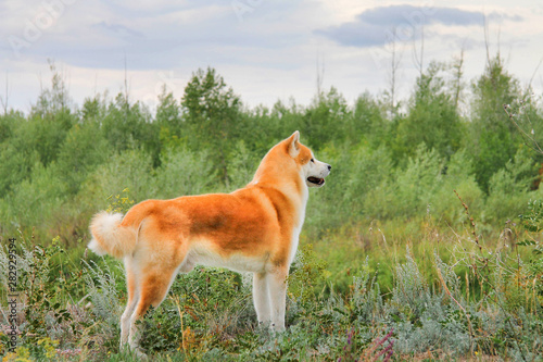 Male purebred Japanese dog Akita inu