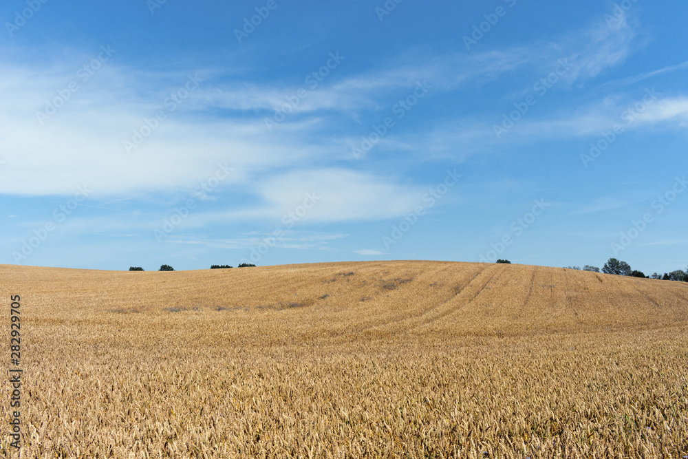 Wheat Field near Nienhagen, Rostock, Mecklenburg-Vorpommern, Germany