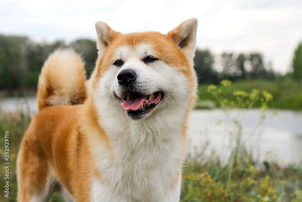 Male purebred Japanese dog Akita inu