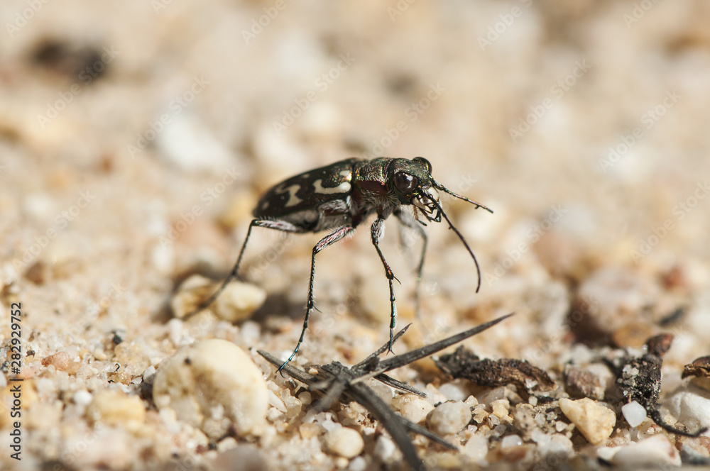 Lophyra flexuosa tiger beetle of small size and large jaws Lophyra flexuosa tiger beetle of small size and large jaws