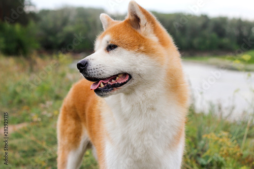 Male purebred Japanese dog Akita inu