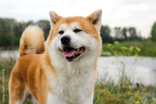 Male purebred Japanese dog Akita inu