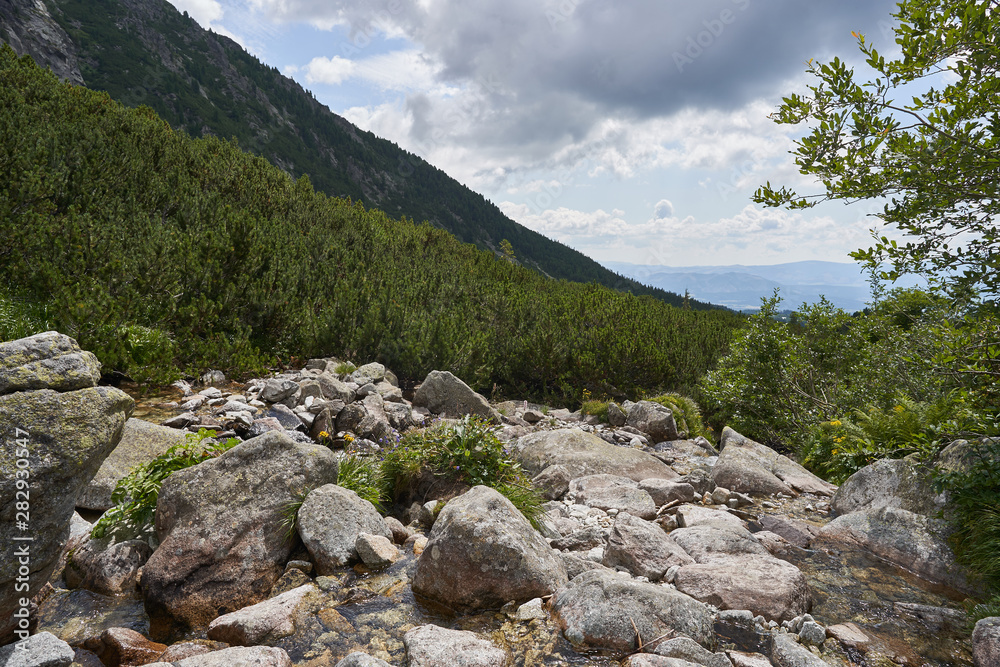 Landscape Picture of alpine countryside in High Tatras mountains in Slovakia, highest mountain range in Carpathian Mountains shown wild spruce forrest and dwarf mountain pines, in higher elevations. Landscape Picture of alpine countryside in High Tatras mountains in Slovakia, highest mountain range in Carpathian Mountains shown wild spruce forrest and dwarf mountain pines, in higher elevations.