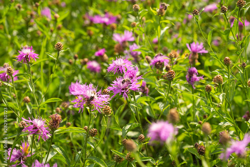 A flowering meadow full of flowers is needed for many useful insects, including bees and bumblebees A flowering meadow full of flowers is needed for many useful insects, including bees and bumblebees
