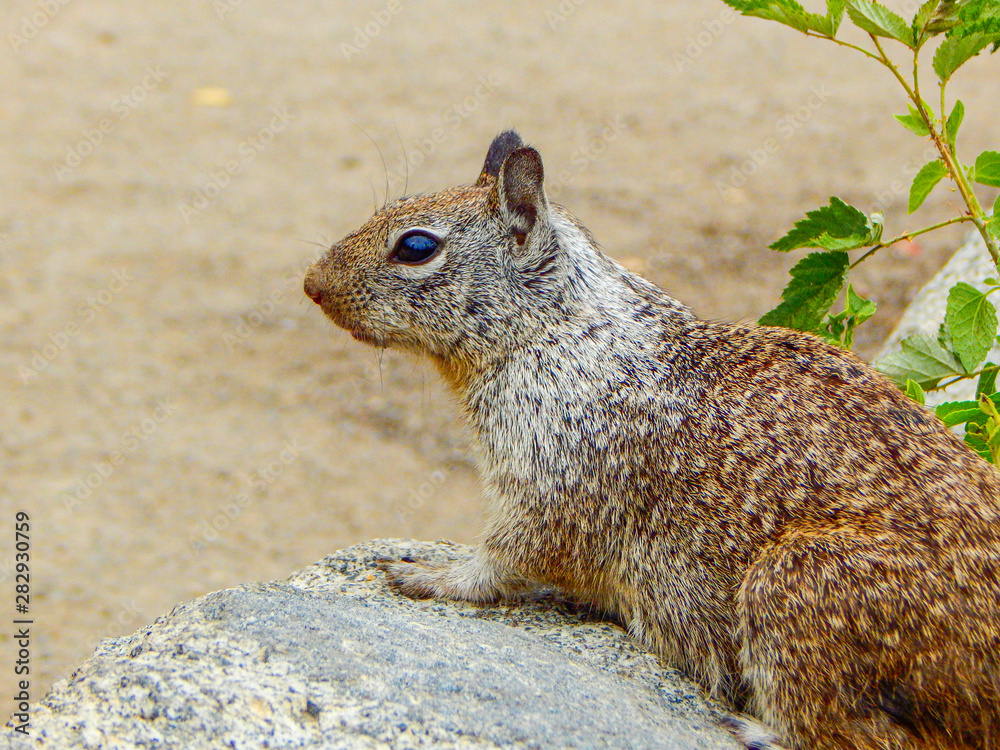 Naklejka premium Cute Outdoor Squirrel