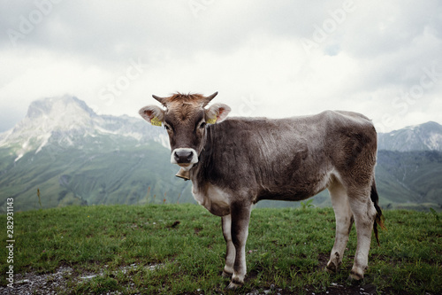Austrian Calf © Alexander