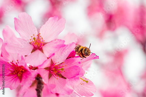 Busy Bee on Pink Orchards