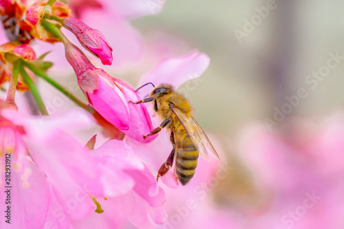 Busy Bee on Pink Orchards © Lucia
