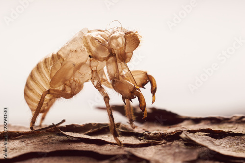 Moulting cicada on tree white background